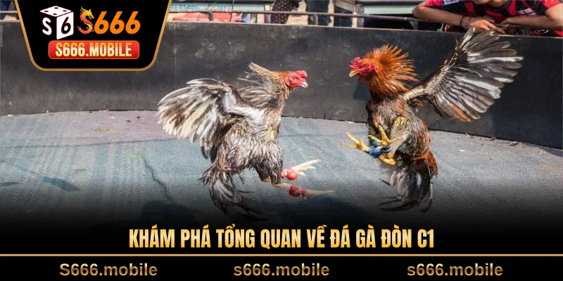 Khám phá tổng quan về đá gà đòn C1