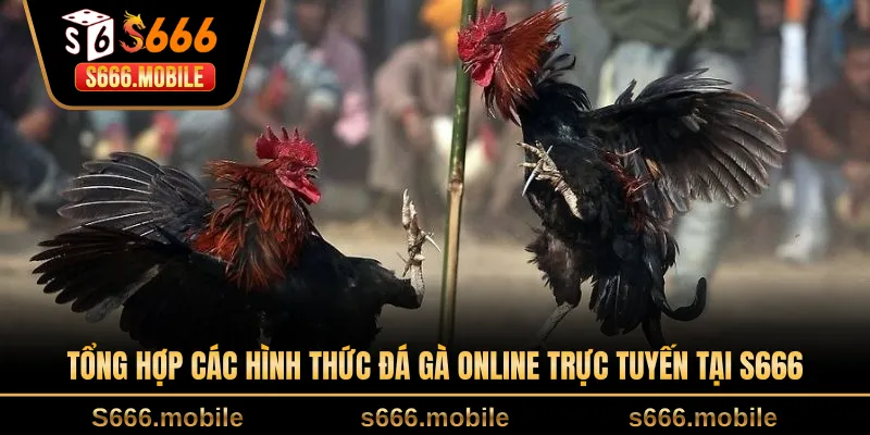 Tổng hợp các hình thức đá gà online trực tuyến tại S666